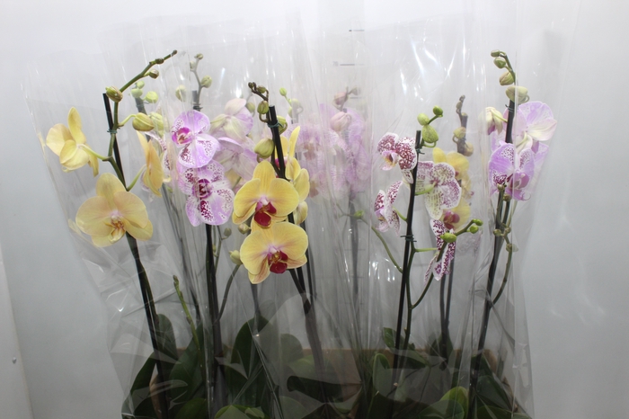 <h4>PHALAENOPSIS MIX P12</h4>