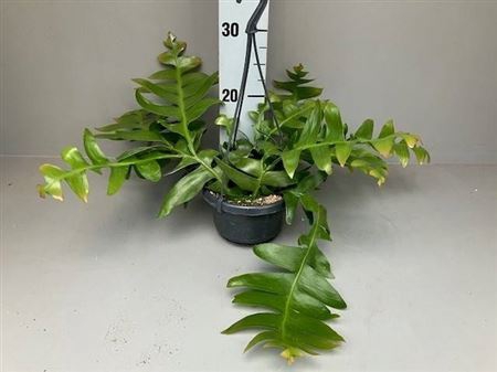 <h4>Epiphyllum Chrysocardium</h4>