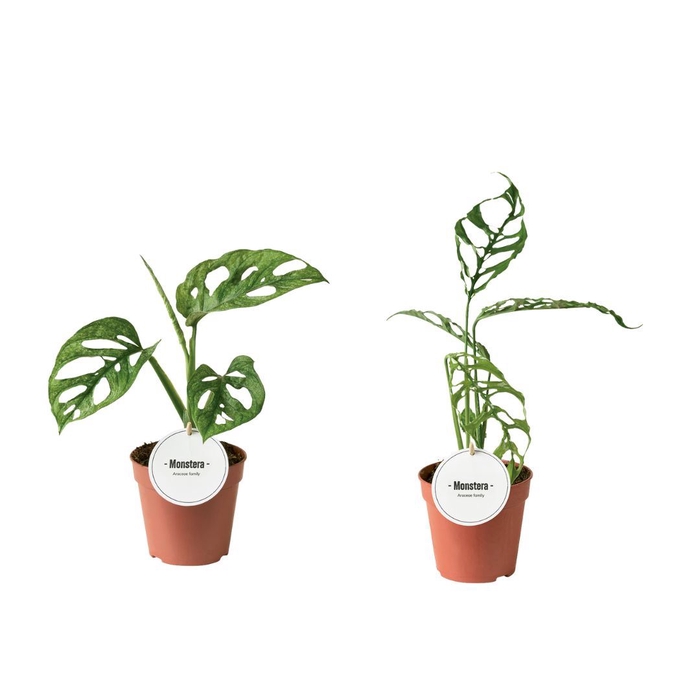 <h4>Monstera</h4>