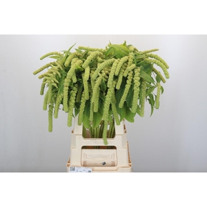 Amaranthus Caudatus Cycloop