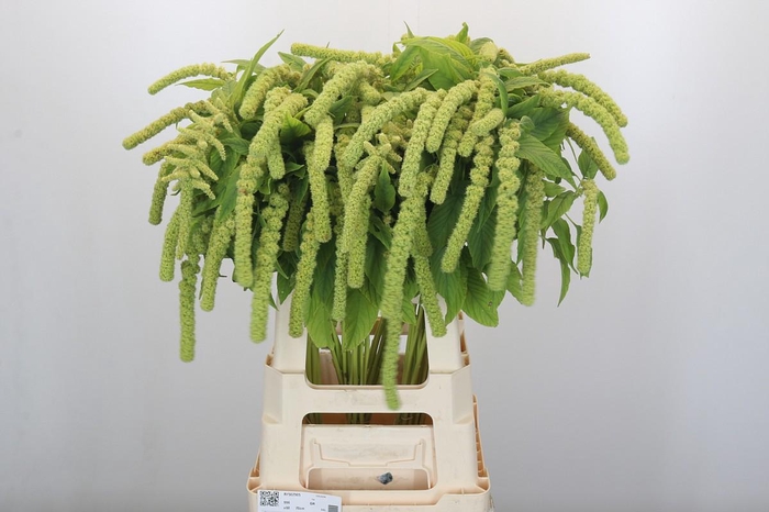 <h4>Amaranthus Caudatus Cycloop</h4>