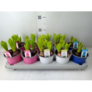 Hyacinthus orie.   ...mix