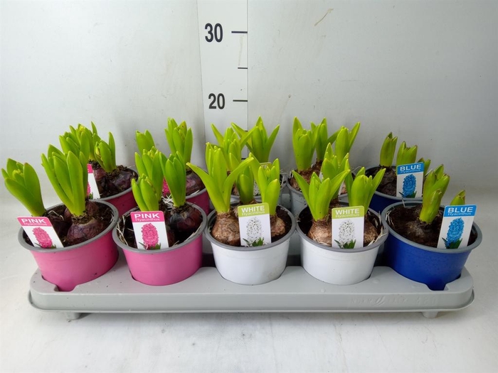 <h4>Hyacinthus orie. ...mix</h4>
