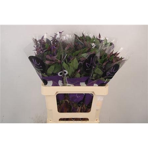 Clematis Blue Pirouette