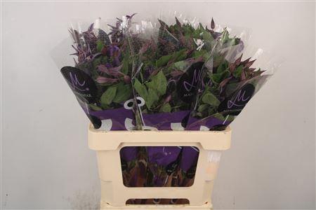 <h4>Clematis Blue Pirouette</h4>