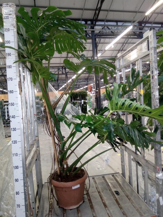 <h4>Monstera delic.</h4>
