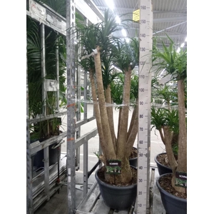 Beaucarnea recurvata