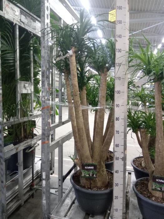 <h4>Beaucarnea recurvata</h4>