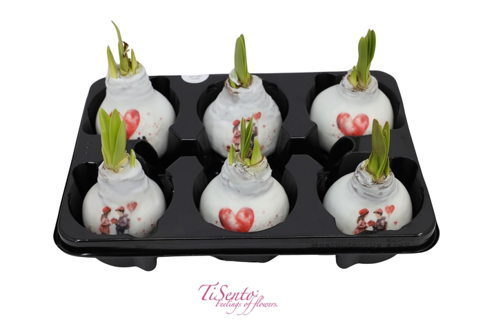 <h4>HIPP GA RED LION</h4>