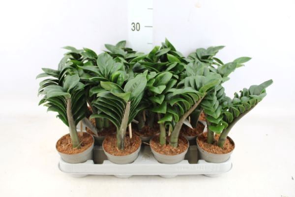 <h4>Zamioculcas zamiifolia 'Zenzi'</h4>