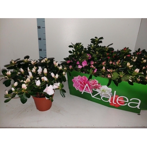 RHODO SI GEM