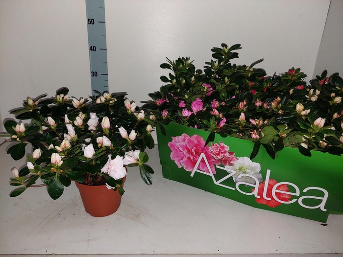 RHODO SI GEM
