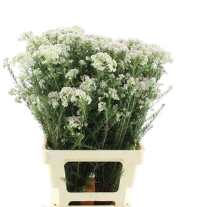 Ozoth Cooks Light Pink