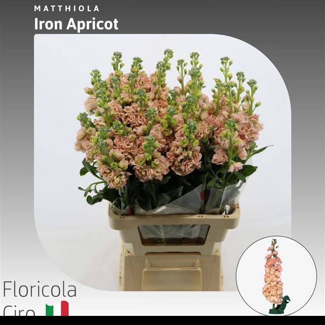 <h4>MATTH IRON APRICOT</h4>