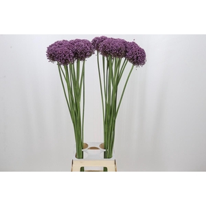 Allium Pink Lady