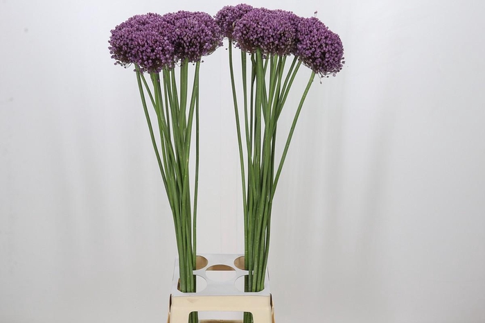<h4>Allium Pink Lady</h4>