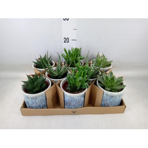 Succulents   ...mix 3