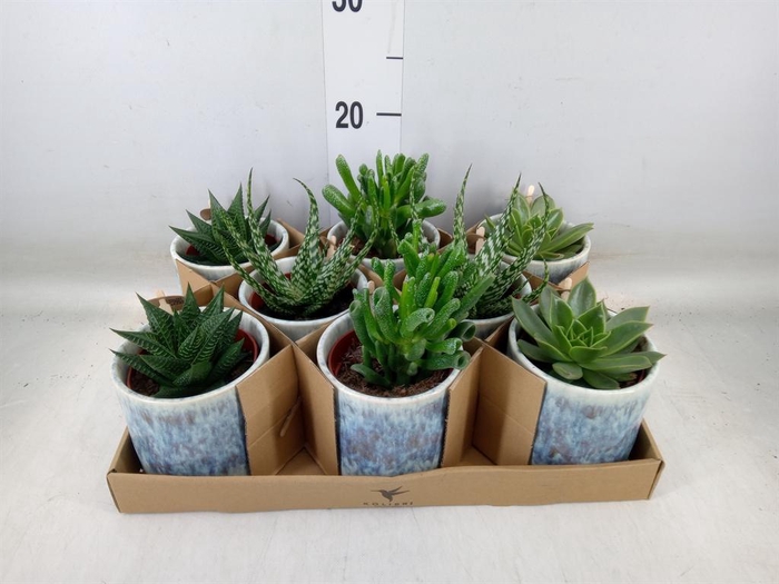 <h4>Succulents   ...mix 3</h4>