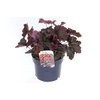 Heuchera micrantha Palace Purple