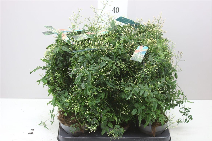 <h4>Jasminum Boog 300+</h4>