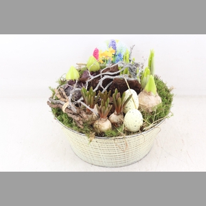 arr4 Bollenmix VL - Zink rond creme