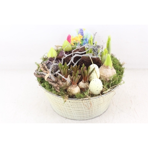 arr4 Bollenmix VL - Zink rond creme