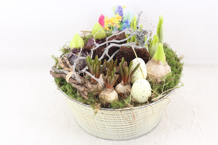 <h4>arr4 Bollenmix VL - Zink rond creme</h4>