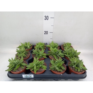 Crassula   ...