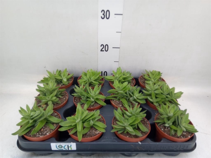 <h4>Crassula   ...</h4>