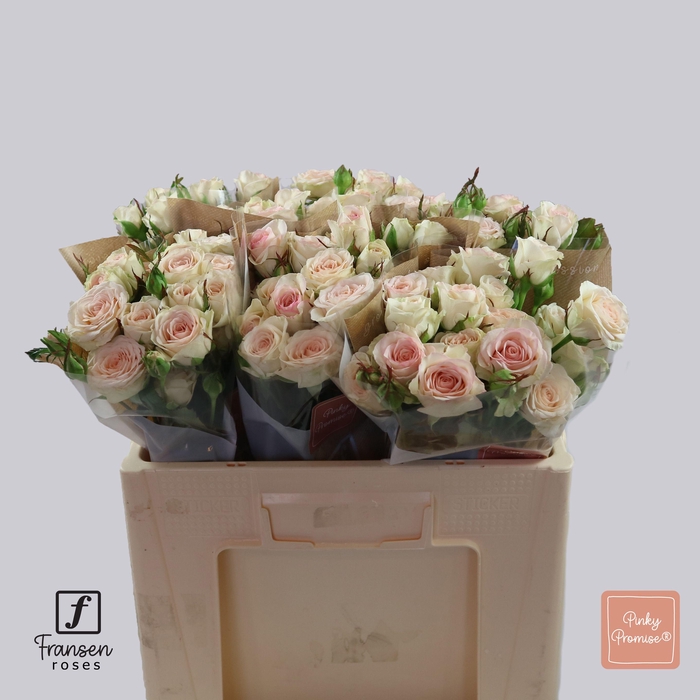 <h4>R TR Pinky Promise 50cm</h4>