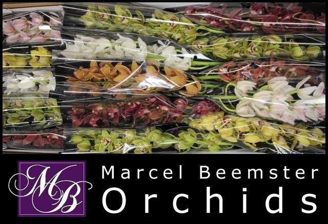 <h4>CYMB MI GEM</h4>