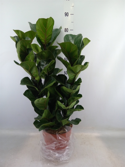 <h4>Ficus lyrata 'Bambino'</h4>