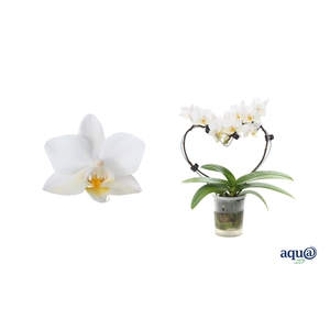 Phal Tiny Dolls Hartvorm Wit 2T12+ Aqu@