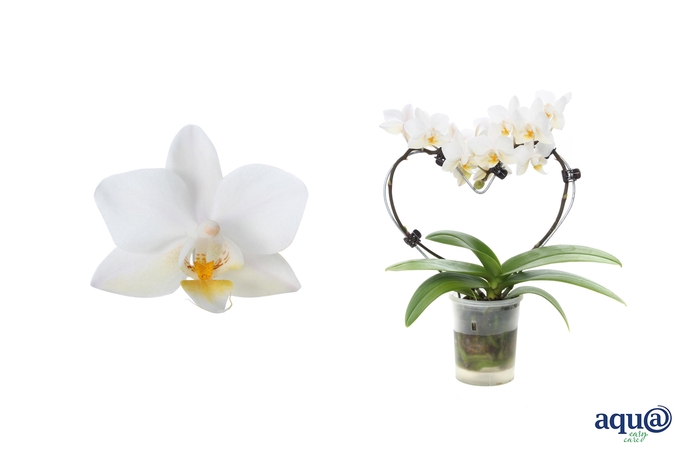 <h4>Phal Tiny Dolls Hartvorm Wit 2T12+ Aqu@</h4>