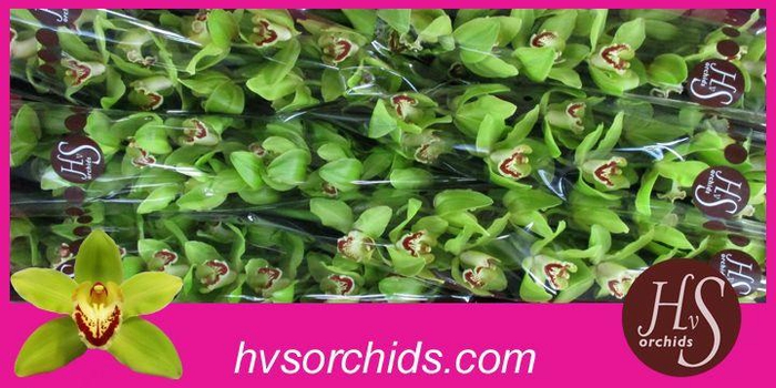 <h4>CYMB T NOAH 80 CM</h4>