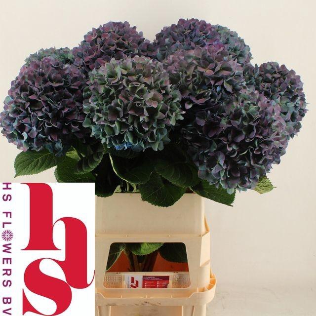 <h4>Hydrangea Pimpernel CL</h4>