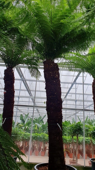 <h4>Dicksonia antarctica</h4>