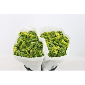 Ran Ponpon Ex Peter Pan