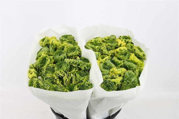 <h4>Ran Ponpon Ex Peter Pan</h4>