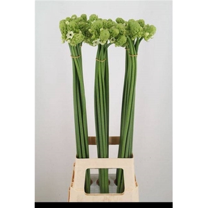 ORNIT ARABICUM