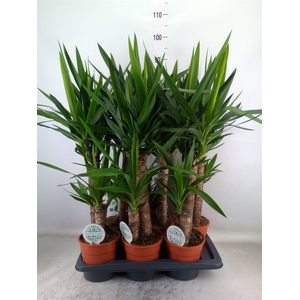 Yucca   ...