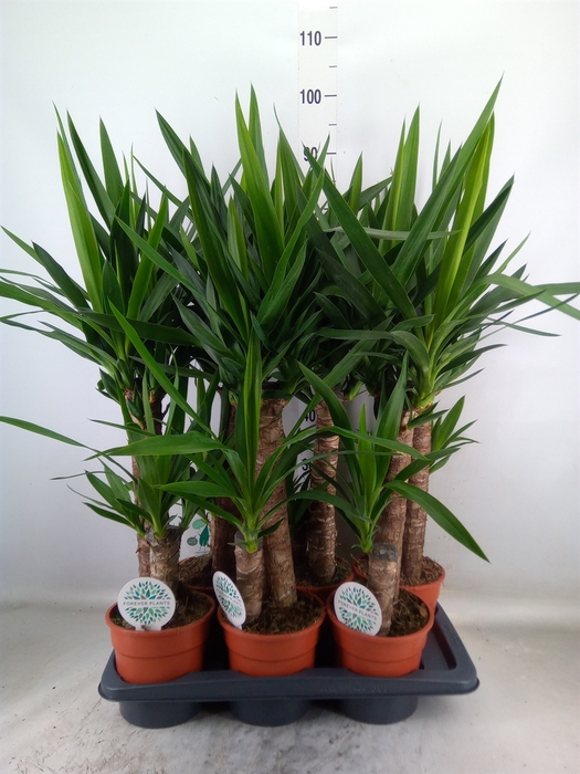 <h4>Yucca   ...</h4>