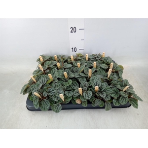 Peperomia