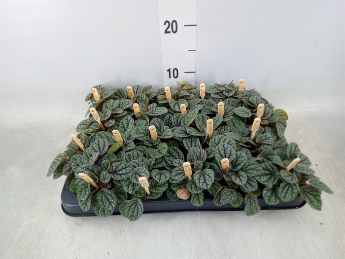 <h4>Peperomia</h4>