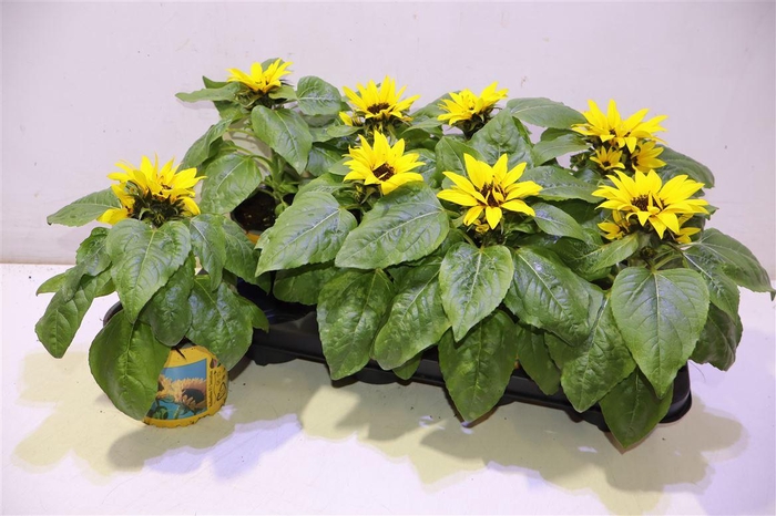 <h4>arr8 Heli Sunsation</h4>