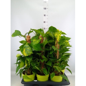 Epipremnum pinn.   ...moss stick