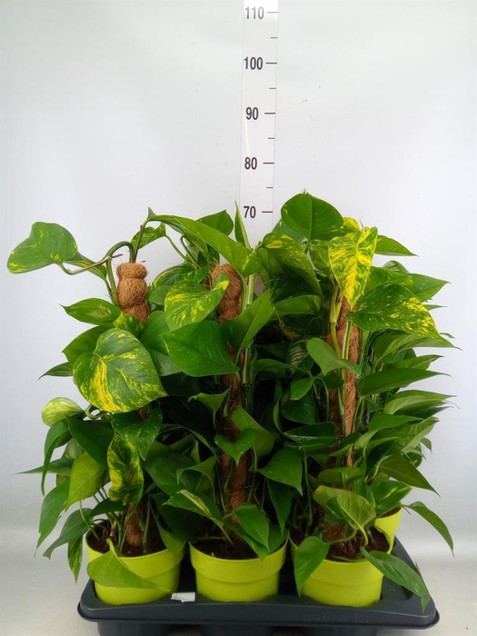 <h4>Epipremnum pinn.   ...moss stick</h4>