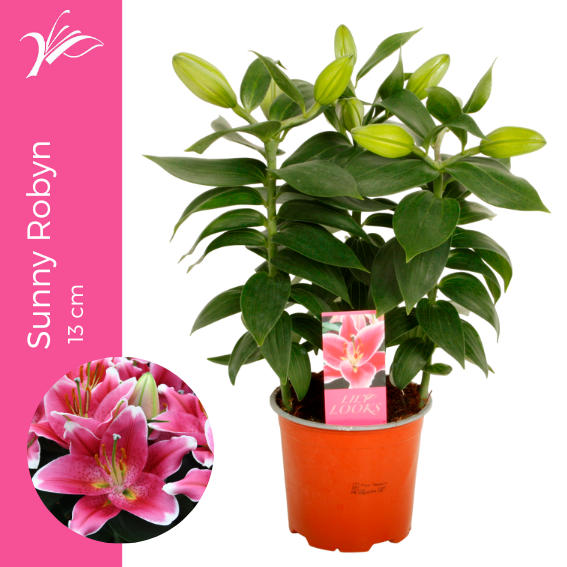 <h4>Lilium Sunny Robyn 13 cm (or. lelie)</h4>
