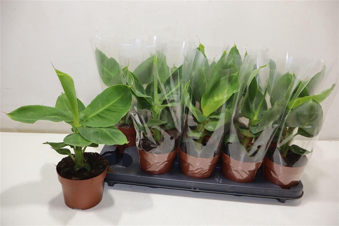 <h4>Musa Tropicana</h4>