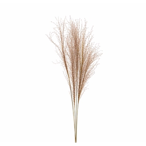 Dried Silvergrass Natural 5pc Bunch